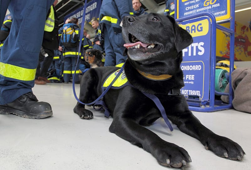 Rettungshunde für Japan Rettungshunde für Japan