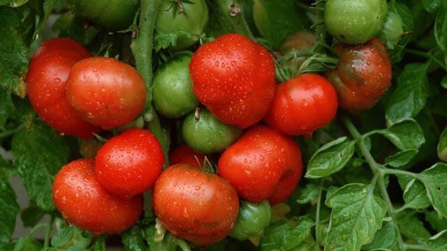 Tomaten brauchen Pflege.