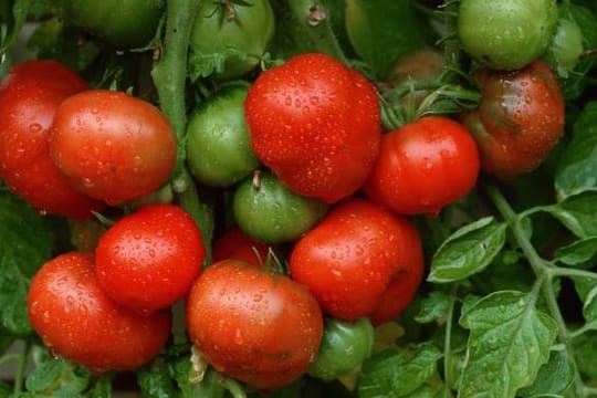 Tomaten brauchen Pflege.