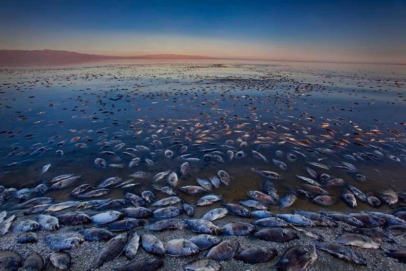 Tote Buntbarsche am Strand von Salton Sea Beach. ( Tote Buntbarsche am Strand von Salton Sea Beach. (
