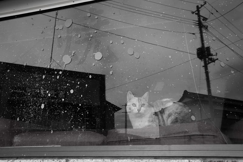 Eine Katze sitzt hinter dem Fenter eines Hauses in der Gegend von Odaka bei Minamisoma im Nordosten Japans. Eine Katze sitzt hinter dem Fenter eines Hauses in der Gegend von Odaka bei Minamisoma im Nordosten Japans.