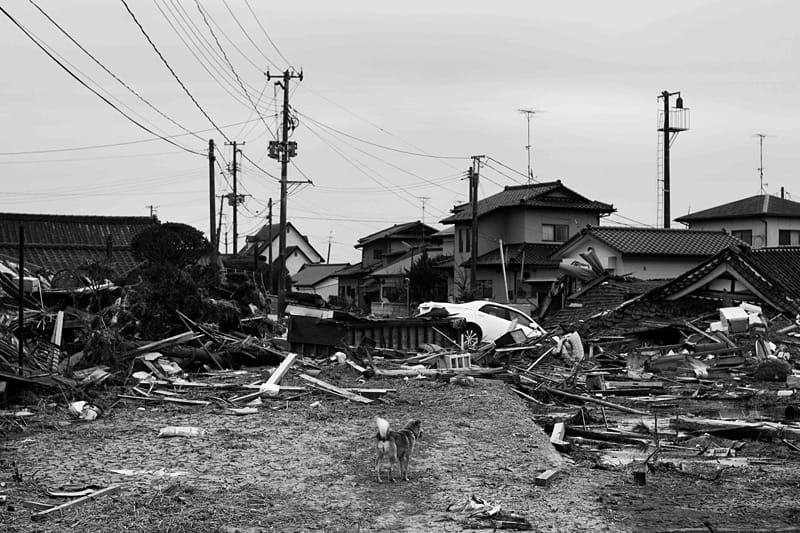 Ein streunender Hund schaut auf die vom Tsunami zerstörten Gebäude in Odaka. Ein streunender Hund schaut auf die vom Tsunami zerstörten Gebäude in Odaka.