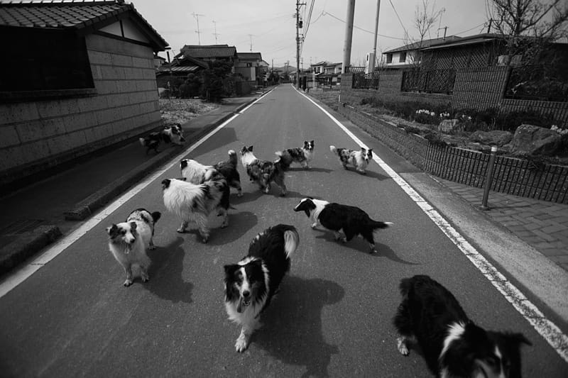 Ein Rudel Collies läuft alleine durch die Straßen von Odaka. Ein Rudel Collies läuft alleine durch die Straßen von Odaka.