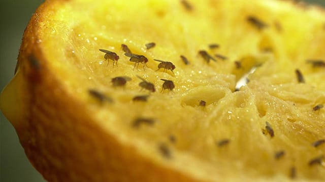 Kleine schwarze Fliegen in der Wohnung: Obst sollten Sie bei Fruchtfliegen abgedeckt lagern.