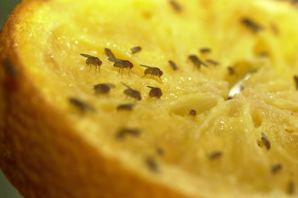Kleine schwarze Fliegen in der Wohnung: Obst sollten Sie bei Fruchtfliegen abgedeckt lagern.