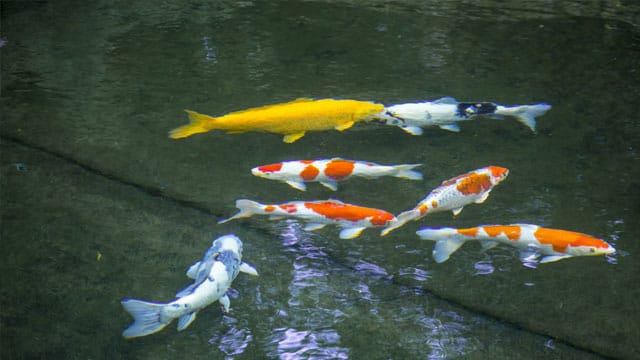 Teichfische im Gartenteich