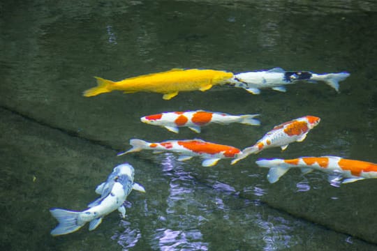 Teichfische im Gartenteich