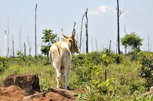 Häufig sind es Landwirte, die Waldgebiete abholzen, um Weideland für ihr Vieh zu gewinnen. (