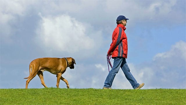 Ein Hund benötigt täglich Aufmerksamkeit