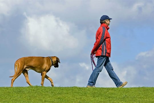 Ein Hund benötigt täglich Aufmerksamkeit