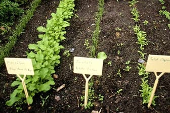 "Auf gute Nachbarschaft": Mischkulturen im Gemüsebeet.