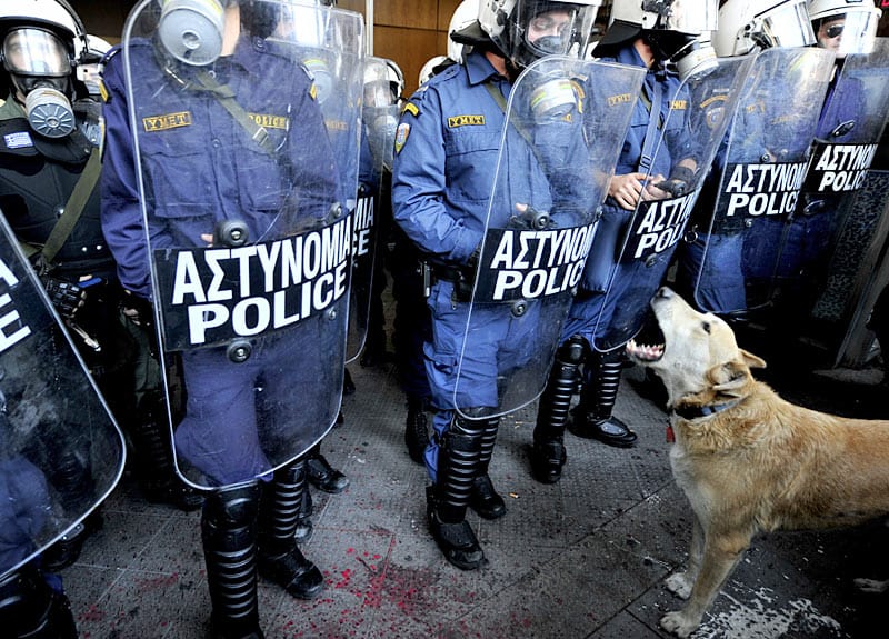 Der Athener "Riot Dog“ taucht auf fast jeder Demonstration in der Hauptstadt auf und stürzt sich unerschrocken in das Getümmel. ( Der Athener "Riot Dog“ taucht auf fast jeder Demonstration in der Hauptstadt auf und stürzt sich unerschrocken in das Getümmel. (