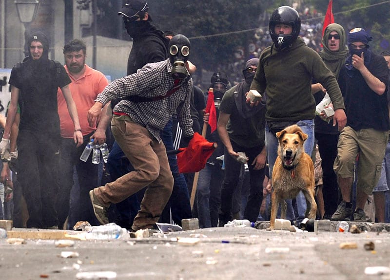 Der Athener "Riot Dog“ taucht auf fast jeder Demonstration in der Hauptstadt auf und stürzt sich unerschrocken in das Getümmel. (Nikolas Giakoumidis / AP) Der Athener "Riot Dog“ taucht auf fast jeder Demonstration in der Hauptstadt auf und stürzt sich unerschrocken in das Getümmel. (Nikolas Giakoumidis / AP)