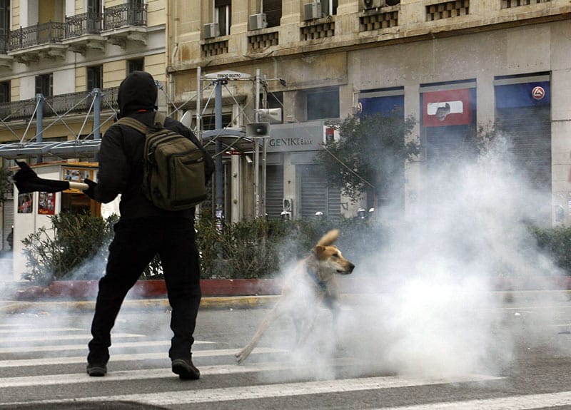 Der Athener "Riot Dog“ taucht auf fast jeder Demonstration in der Hauptstadt auf und stürzt sich unerschrocken in das Getümmel. ( Der Athener "Riot Dog“ taucht auf fast jeder Demonstration in der Hauptstadt auf und stürzt sich unerschrocken in das Getümmel. (