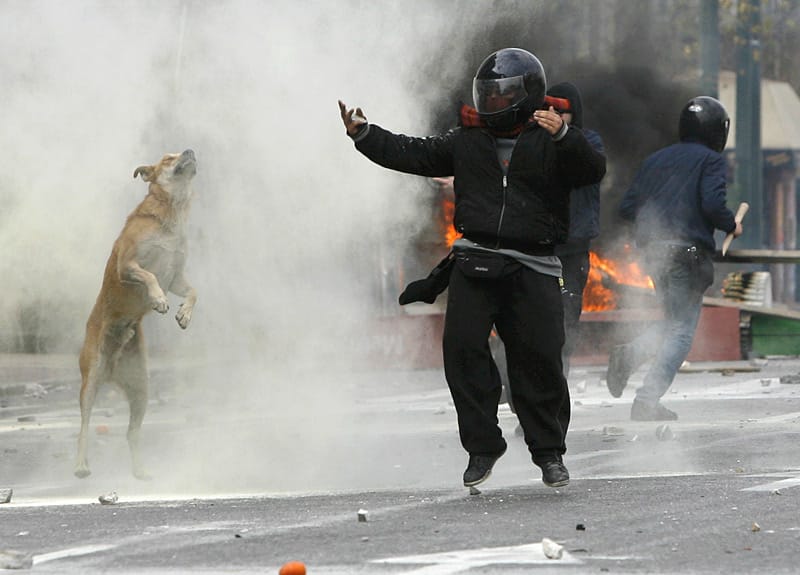 Der Athener "Riot Dog“ taucht auf fast jeder Demonstration in der Hauptstadt auf und stürzt sich unerschrocken in das Getümmel. ( Der Athener "Riot Dog“ taucht auf fast jeder Demonstration in der Hauptstadt auf und stürzt sich unerschrocken in das Getümmel. (