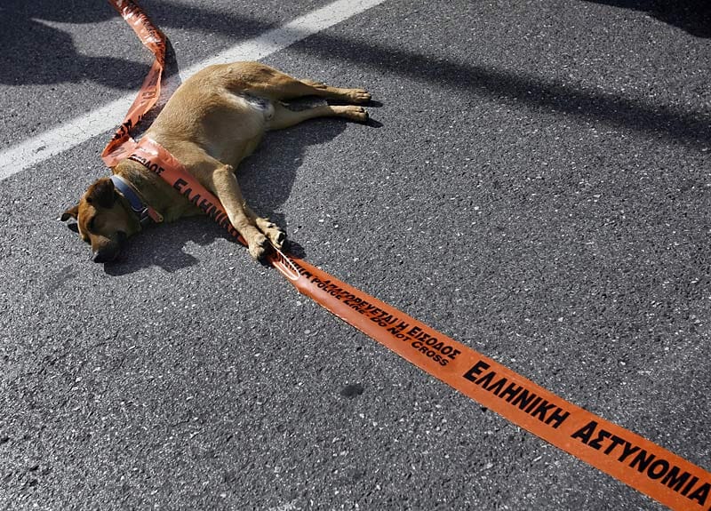 Der Athener "Riot Dog“ taucht auf fast jeder Demonstration in der Hauptstadt auf und stürzt sich unerschrocken in das Getümmel. ( Der Athener "Riot Dog“ taucht auf fast jeder Demonstration in der Hauptstadt auf und stürzt sich unerschrocken in das Getümmel. (