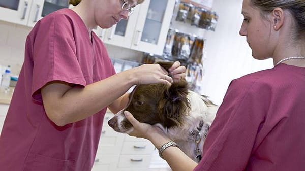 Tierärzte gehören zu den zehn vertrauenswürdigsten Berufen. (