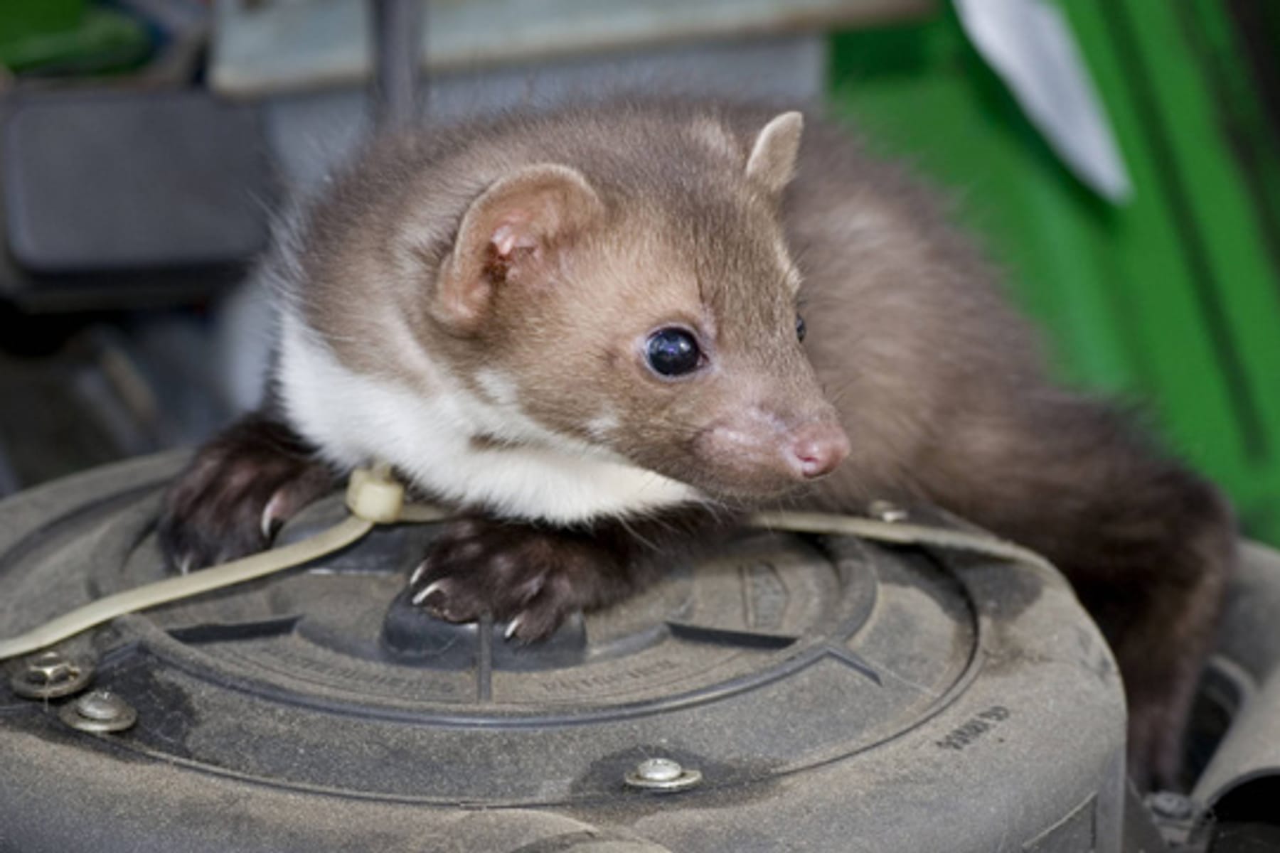 Tierkot von Mardern und Ratten im Garten erkennen: Wann Handlungsbedarf gilt