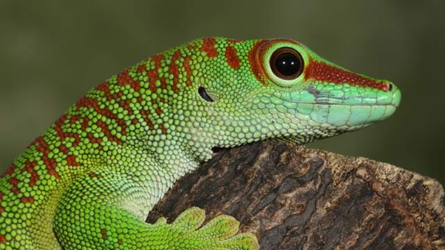 Geckos sind sehr anspruchsvoll. Bei der Haltung müssen viele Faktoren beachtet werden.