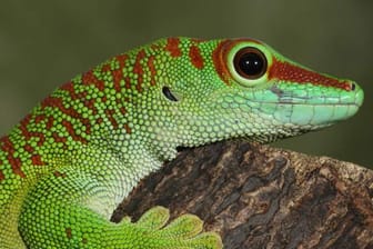 Geckos sind sehr anspruchsvoll. Bei der Haltung müssen viele Faktoren beachtet werden.