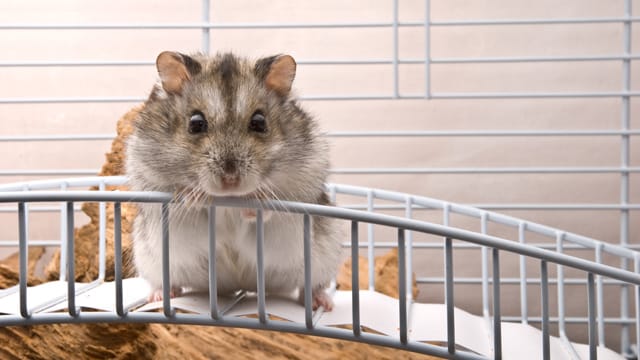 Hamster brauchen Abwechslung in ihrem Käfig