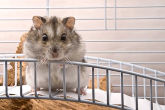 Hamster brauchen Abwechslung in ihrem Käfig