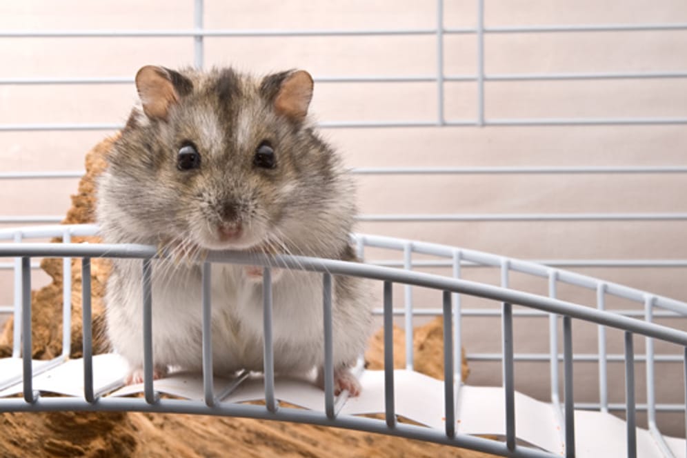 Hamster brauchen Abwechslung in ihrem Käfig