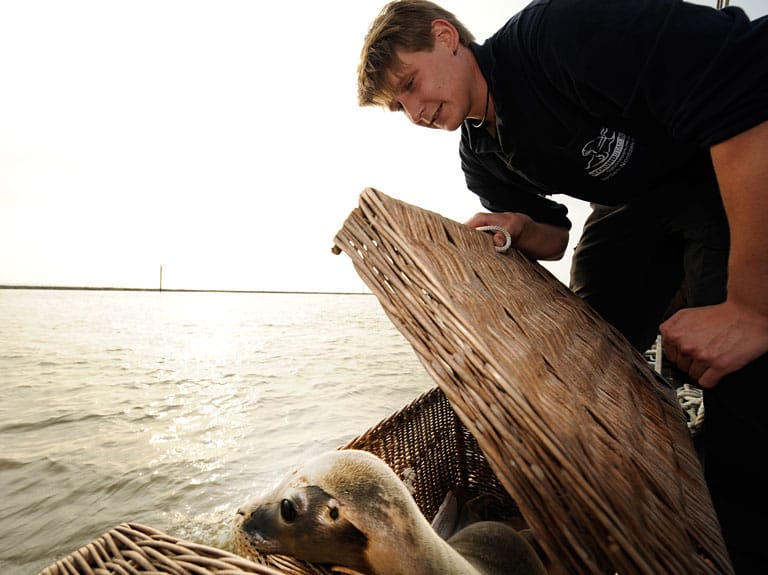 Tim Fetting, ein Mitarbeiter der Seehundstation, öffnet Heinis Transportkorb. (