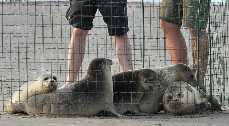 Die Seehunde warten in einem provisorischem Gehege am Strand der Insel Juist darauf in die Freiheit entlassen zu werden. (
