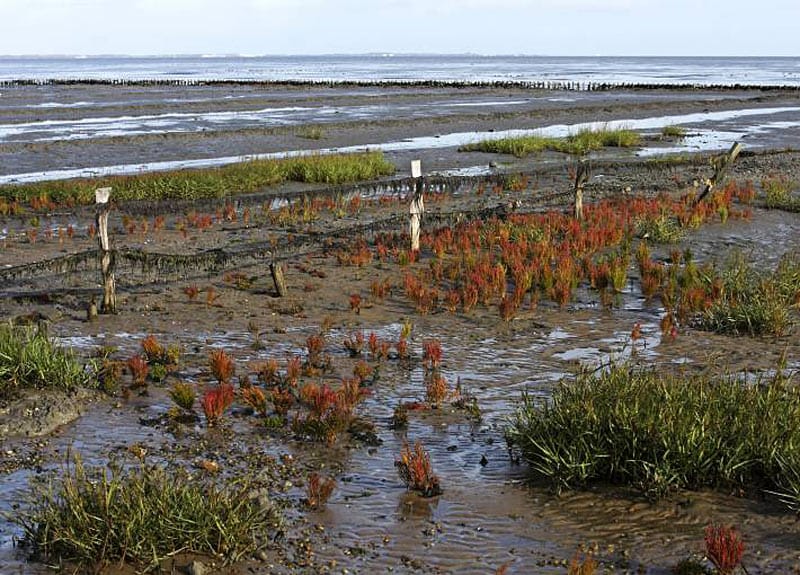 Zwischen Meer und Festland befindet sich ein selten gewordenes Biotop: die sogenannten Salzwiesen des Wattenmeers. (