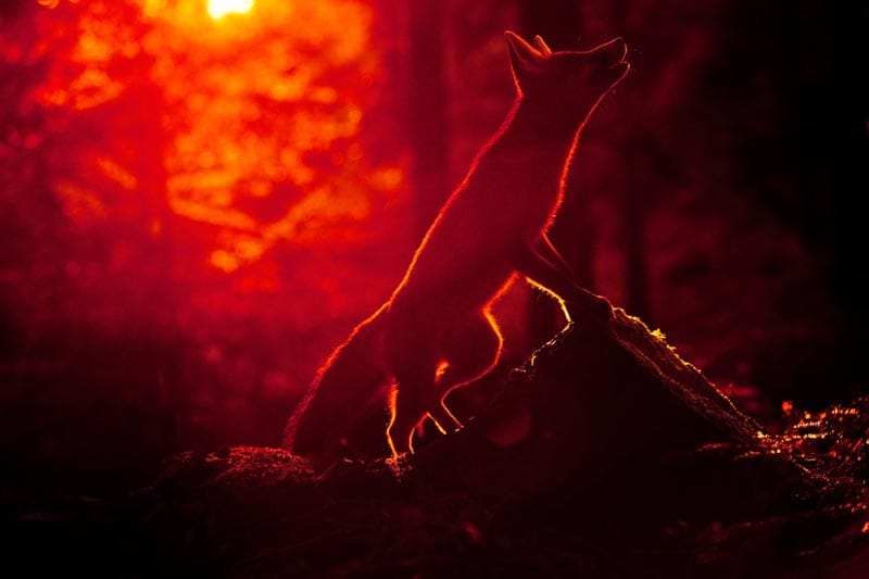 Im letzten Leuchten des Abendlichts bekommt der Name „Rotfuchs“ eine ganz eigene Bedeutung. Im letzten Leuchten des Abendlichts bekommt der Name „Rotfuchs“ eine ganz eigene Bedeutung.