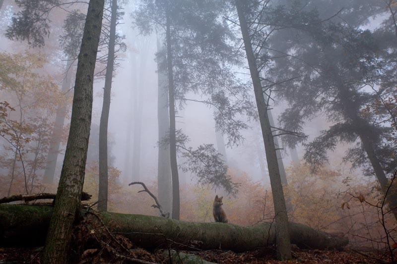 Viele Wildtiere, so auch der Fuchs, nutzen jegliche Art von Erhöhungen, wie umgefallene Bäume, Wurzelstöcke oder Felsen, um die Umgebung zu beobachten. Viele Wildtiere, so auch der Fuchs, nutzen jegliche Art von Erhöhungen, wie umgefallene Bäume, Wurzelstöcke oder Felsen, um die Umgebung zu beobachten.