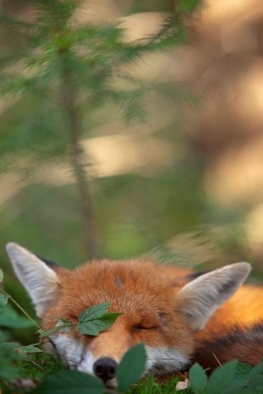 Entspannt hält die Füchsin Siesta auf einem sonnigen, moosbewachsenen Felsen. Entspannt hält die Füchsin Siesta auf einem sonnigen, moosbewachsenen Felsen.