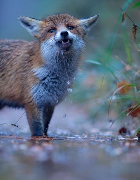 Durstig - die Füchsin "Sophie" trinkt aus einer Wasserquelle. Durstig - die Füchsin "Sophie" trinkt aus einer Wasserquelle.
