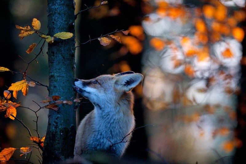 Für Jungfüchse wird im Herbst Zeit, sich ein eigenes Revier zu suchen. Für Jungfüchse wird im Herbst Zeit, sich ein eigenes Revier zu suchen.
