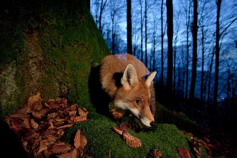 Wie bei vielen Wildtieren lag auch die Hauptaktivitätszeit der Füchsin in den Stunden zwischen Tag und Nacht. Wie bei vielen Wildtieren lag auch die Hauptaktivitätszeit der Füchsin in den Stunden zwischen Tag und Nacht.