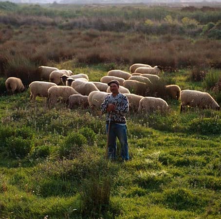 Ein Schäfer mit seiner Schafherde in der Algarve.