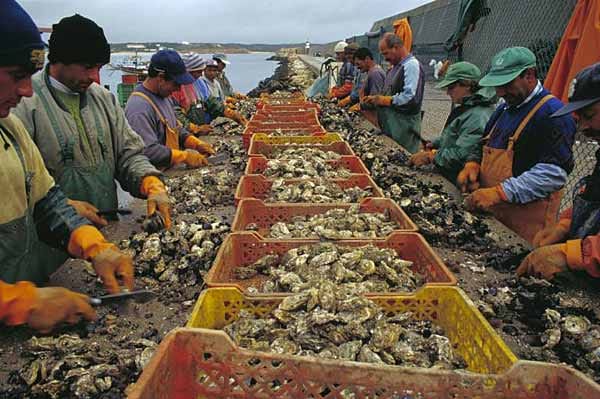 Arbeiter reinigen Meeresfrüchte.
