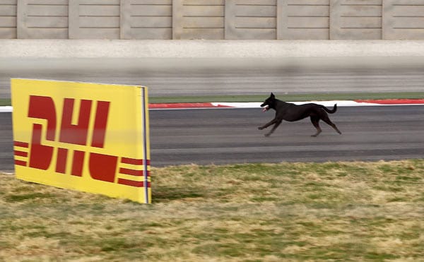 Hundstage! Bevor die Formel-1-Fahrer ihre ersten Runden beim Grand Prix von Indien drehten, machte ein Hund die Strecke unsicher. Ein offizieller Test der Veranstalter war es aber wohl nicht.