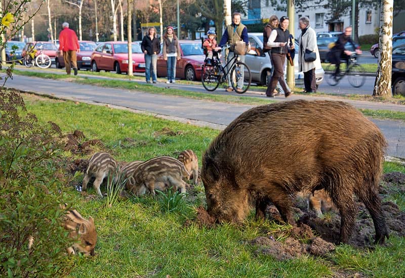 Wildschweine am Straßenrand in Berlin.