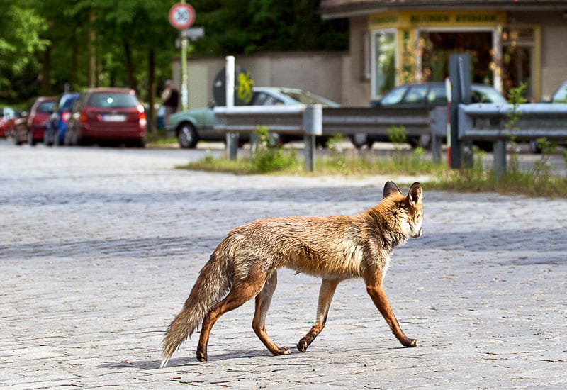 Ein junger Rotfuchs überquert eine Straße am Thuner Platz in Berlin-Lichterfelde.