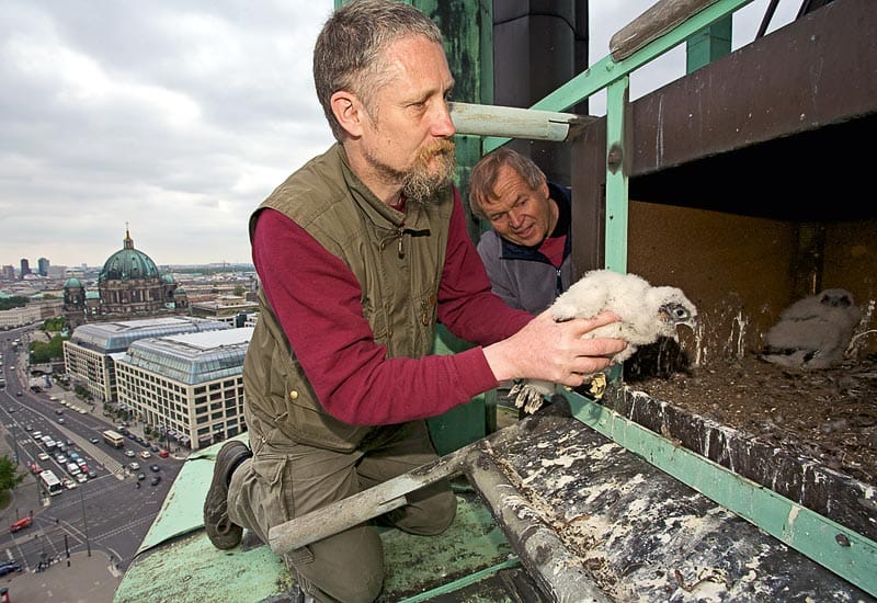 Greifvogelexperte Paul Sömmer setzt einen beringten Jungfalken zurück in den Nistkasten auf der Marienkirche.