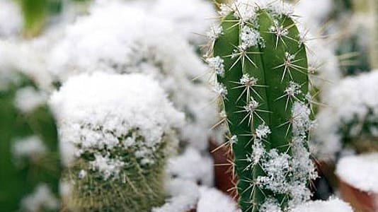 Winterliche Temperaturen verträgt das Wüstengewächs nicht gut.