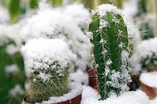 Winterliche Temperaturen verträgt das Wüstengewächs nicht gut.