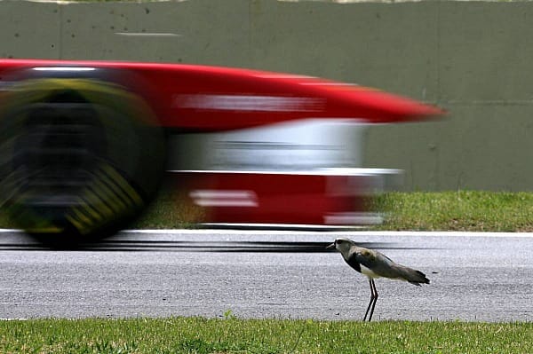 Dieser Vogel ist von Ferrari anscheinend weit weniger beeindruckt...