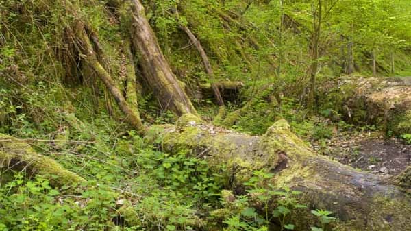 Im Nationalpark Kellerwald-Edersee wandern.