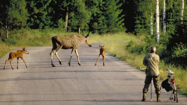 Campingurlaub in Schweden bedeutet nicht selten die Suche nach dem Elch.