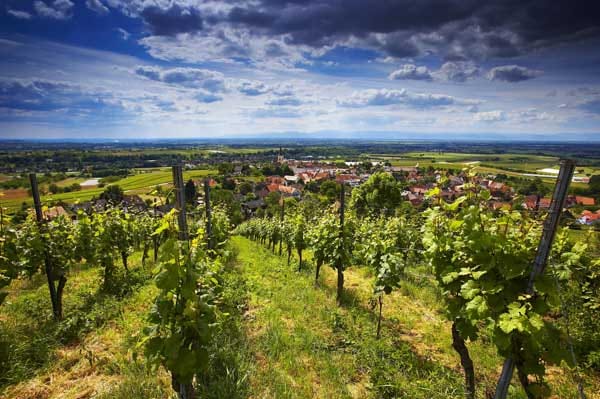 Auch Weinwanderungen im Markgräfler Land sind sehr beliebt.