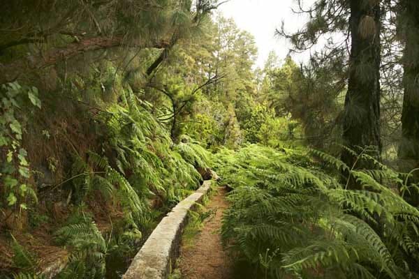 Im Nordosten der "schönsten" Kanaren-Insel, La Palma, wächst vor allem Lorbeerwald.