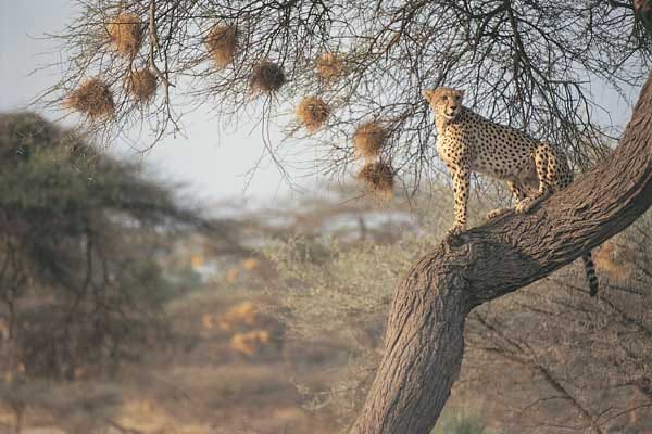Safari in Botswana: Gepard.